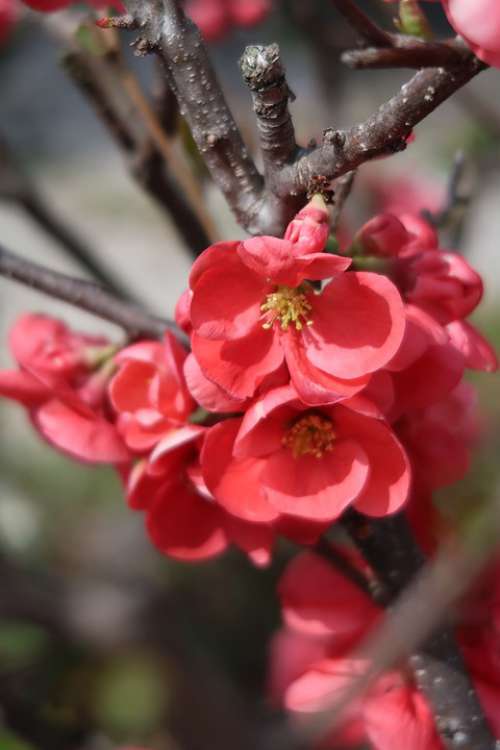 Natural Flowers Plum Red Seasonal Spring Plant