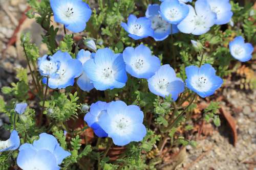 Natural Plant Flowers Nemophila Blue Spring