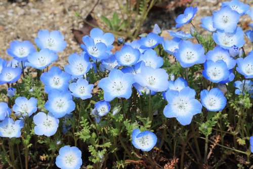 Natural Plant Flowers Nemophila Blue Spring