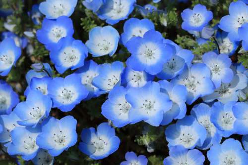 Natural Plant Flowers Nemophila Blue Spring