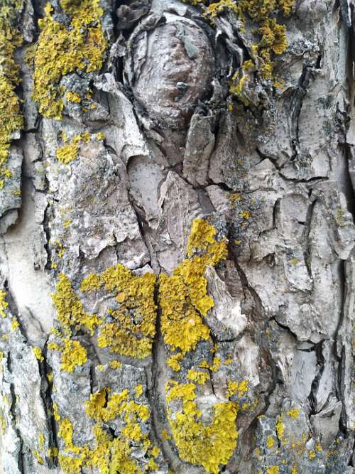 Nature Forest Tree Landscape Green