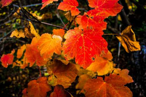 Nature Landscape Forest Leaves