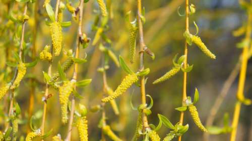 Nature Plant Tree Willow Crying Sprig Hanging