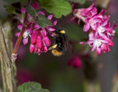 Nature Hummel Pollination Close Up Nectar