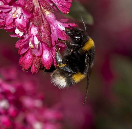 Nature Hummel Pollination Close Up Nectar