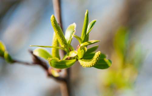 Nature Spring Bud Blossom Bloom Plant Branch