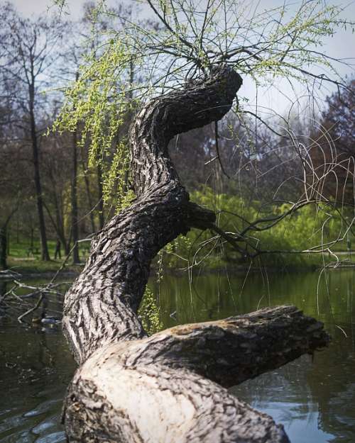 Nature Trunk Tree Willow Retezat Broken Spring