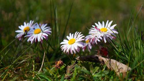 Nature Plants Flowers Spring Daisies Meadow