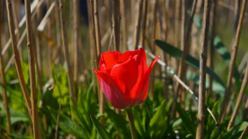 Nature Plants Garden Flowering Flower Tulips
