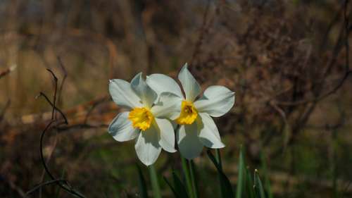 Nature Plants Daffodil Narcissus Garden Flowering