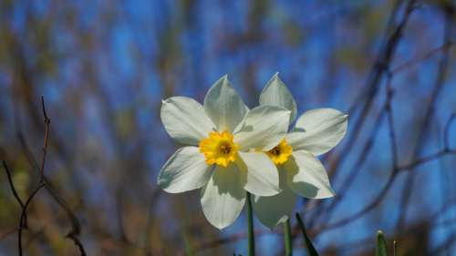 Nature Plants Daffodil Narcissus Garden Flowering