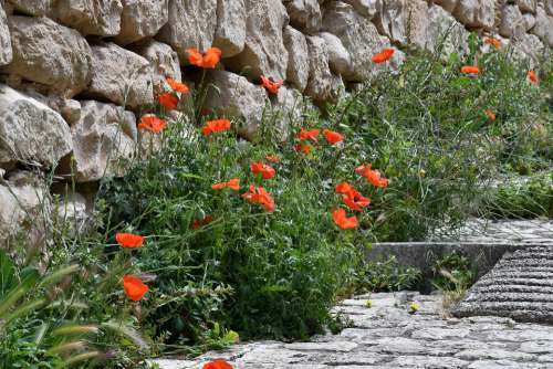 Nature Poppies Poppy Flower Flowers Spring Wall
