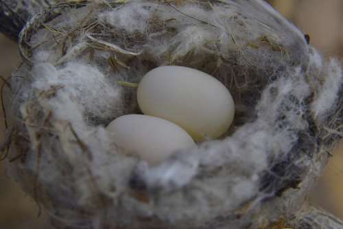 Nest Small Bird Nature Eggs