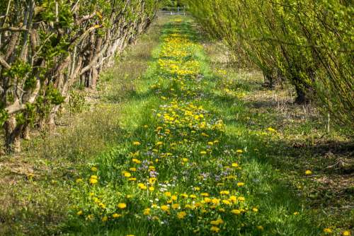 Nursery Flower Meadow Planting Plantation Away