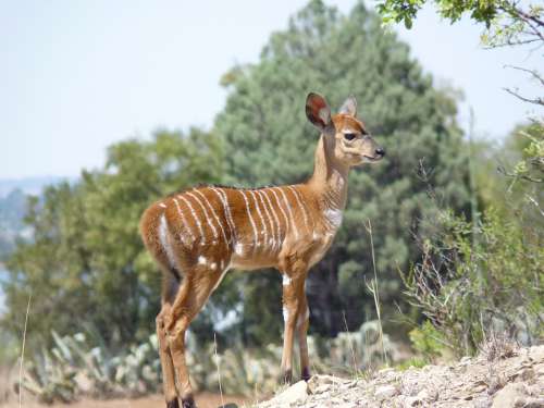 Nyala Antelope Mammal Africa Animal Nature