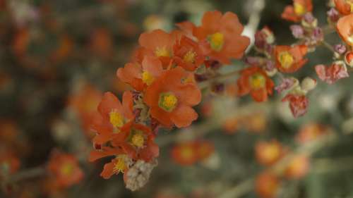 Orange Flower Bloom Nature Blossom Spring