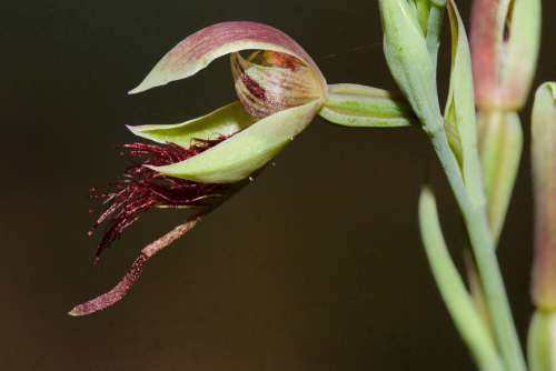 Orchid Wildflower Australia Calochilus Grandifloras