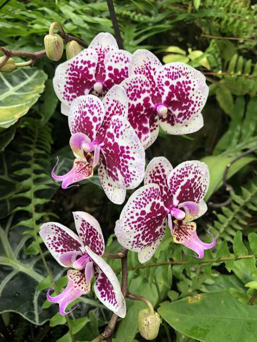Orchids Flora Fauna Plant Nature Bloom Flowers