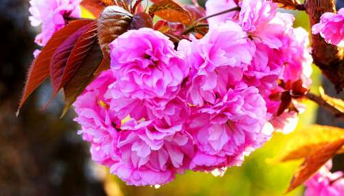 Ornamental Cherry Blossom Bloom Pink Branch