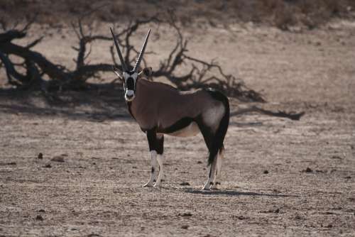 Oryx Gemsbok Desert Animal Wildlife Horns Sand