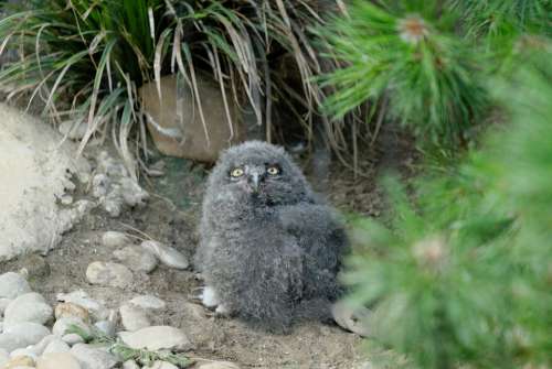 Owl Baby Owl Zoo Bird Nature Animal World