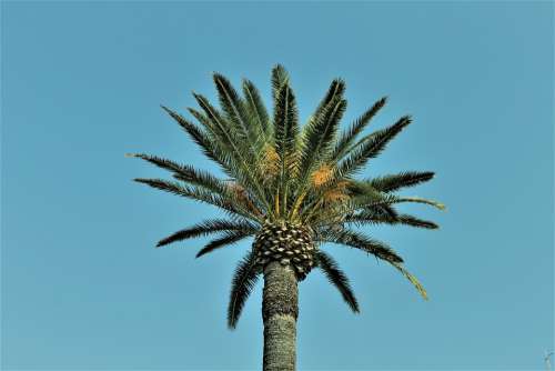 Palm Nature Blue Sky Vegetation Palm Trees