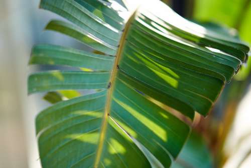 Palm Leaf Exotic Green Vegetation