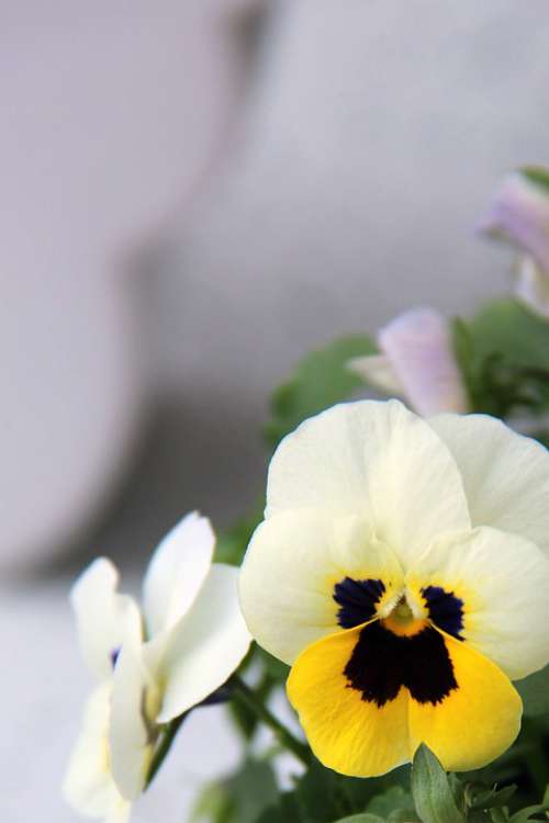 Pansy Flower Spring Blossom Bloom White Yellow