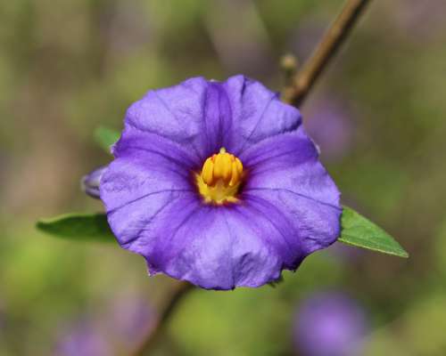 Paraguay Nightshade Flower Blue Potato Bush Flower