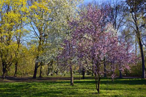 Park Deciduous Trees Trees Flowers Tree Blossoms