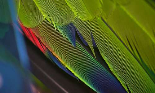 Parrot Closeup Feathers Colourful Bird Nature