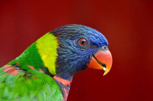 Parrot Exotic Bird Tropics Bird Plumage Feathers