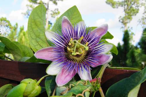 Passion Flower Trellis Vine Garden Ornamental