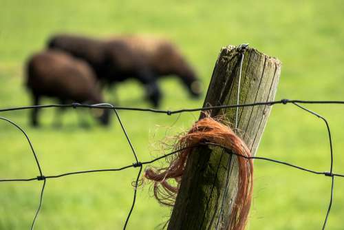 Pasture Fence Fence Pasture Fence Post Sheep