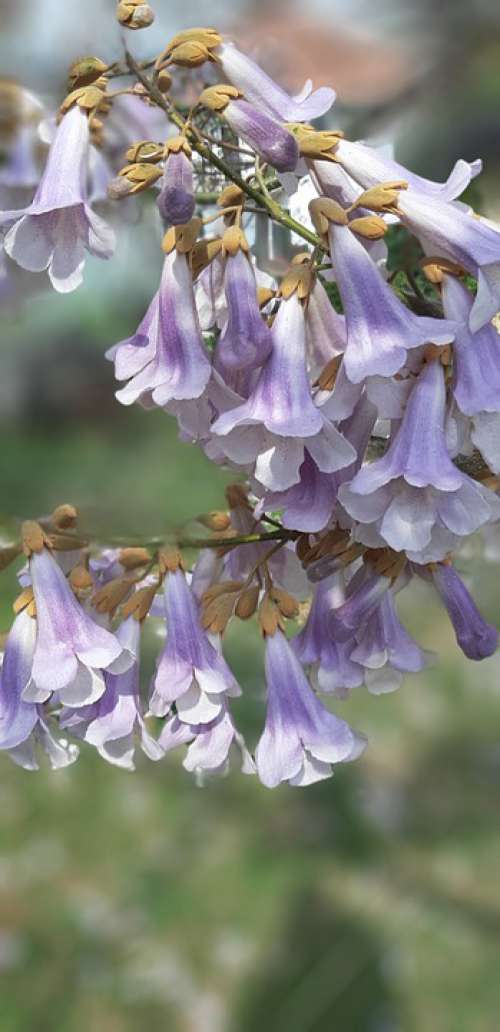 Paulownia Flower Lilac Nature Garden Bloom Spring