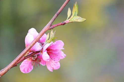 Peach Blossom Branch Blossom Bloom Blossom Spring