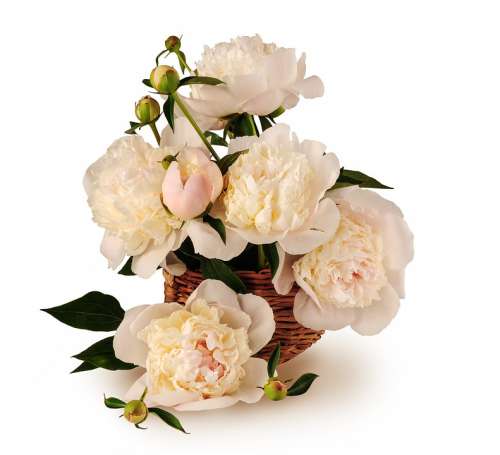 Peonies Bouquet Basket Flowers Big Isolated White