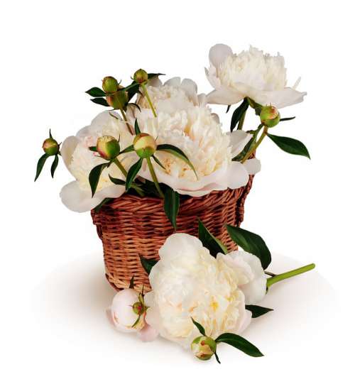 Peonies Bouquet Basket Flowers Big Isolated