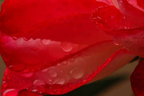 Petal Wet Petal Wet Raindrop Dew Drip Blossom