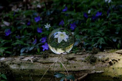 Photo Sphere Flower Mirroring Spring Nature Bloom