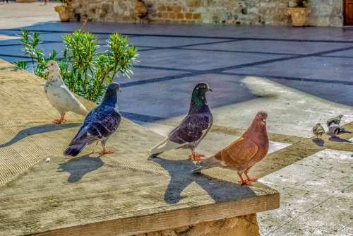 Pigeons Square Posing Bird Animal