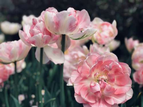 Pink Flowers Garden Floral Nature Blooming Bloom