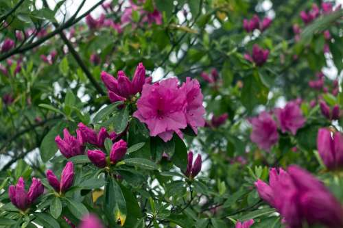 Pink Azaleas In Ozark Mountains Blossoms Azalea