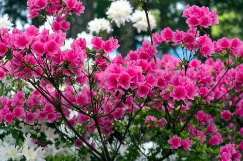 Pink Azaleas In The Ozarks Blossoms Azalea Bloom