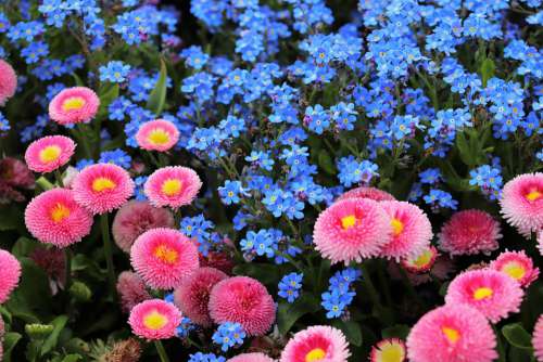 Pink Daisy Bellis Perennis Blue Aubrieta Spring