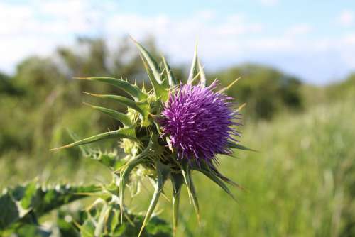 Plant Thistle Flower Nature Spring Bloom