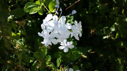 Plumbago Garden Flower Nature