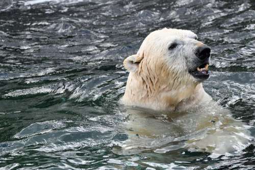 Polar Bear Zoo Animal White Carnivores