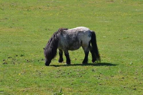 Pony Sunshine Grazing Field Nature Shetland