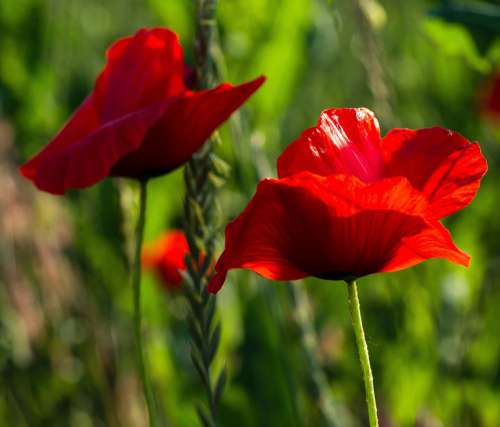Poppy Landscape Meadow Red Flower Field